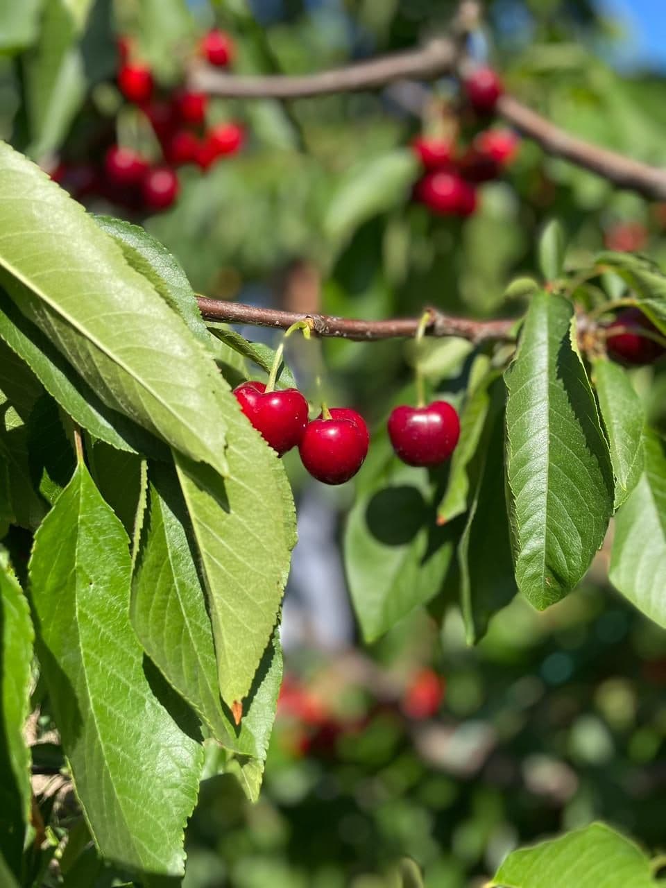 Cerezas rojas brillantes colgando de la rama en un huerto del Maule