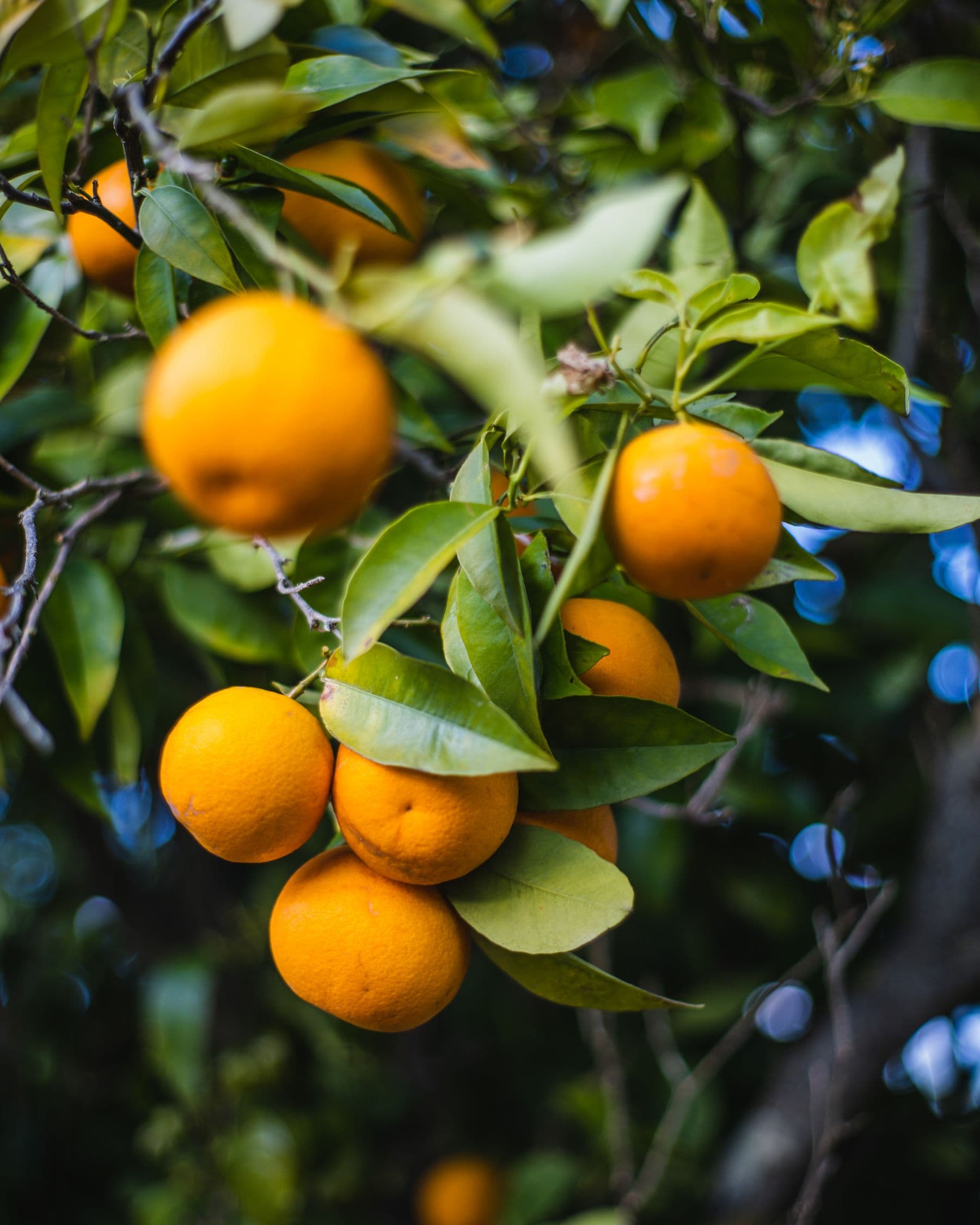 Naranjas maduras entre hojas verdes en el árbol