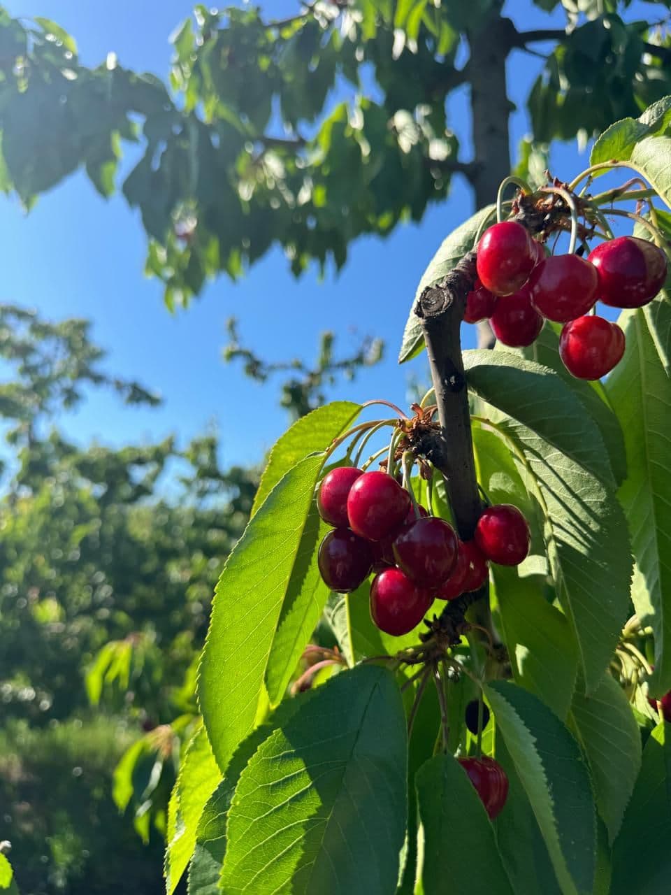Cerezas maduras en el árbol bajo el cielo azul de un huerto de la Región del Maule