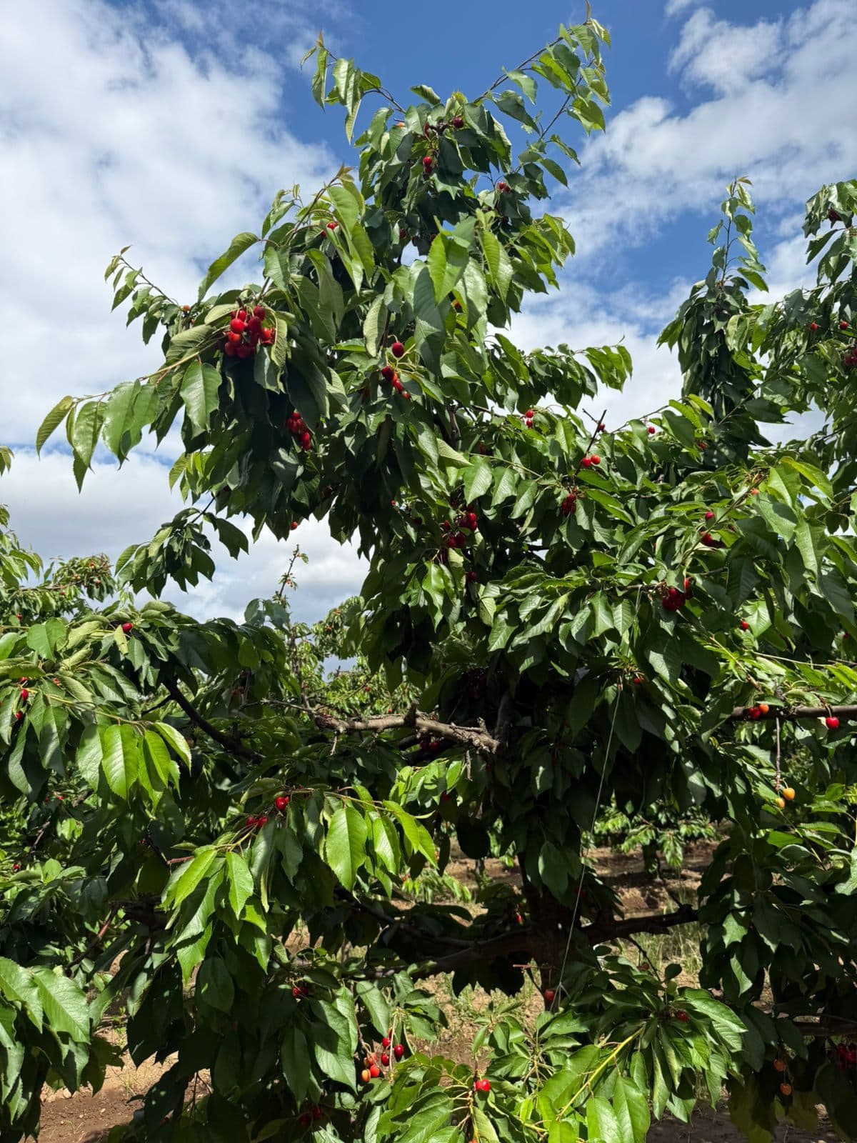 Cerezo cargado de fruta en un huerto de la Región del Maule