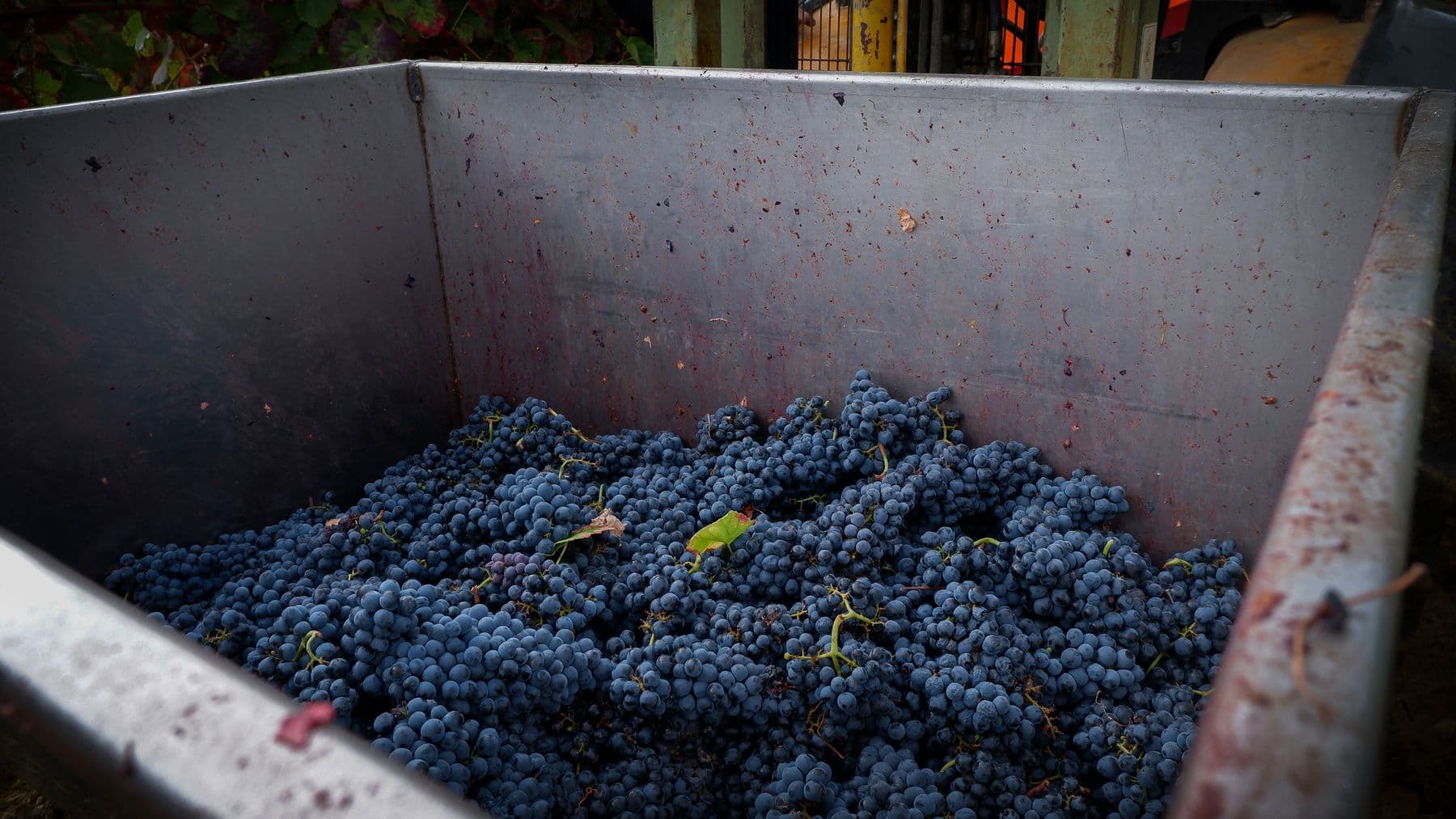 Uvas tintas recién cosechadas en bin de acero durante la recepción en planta